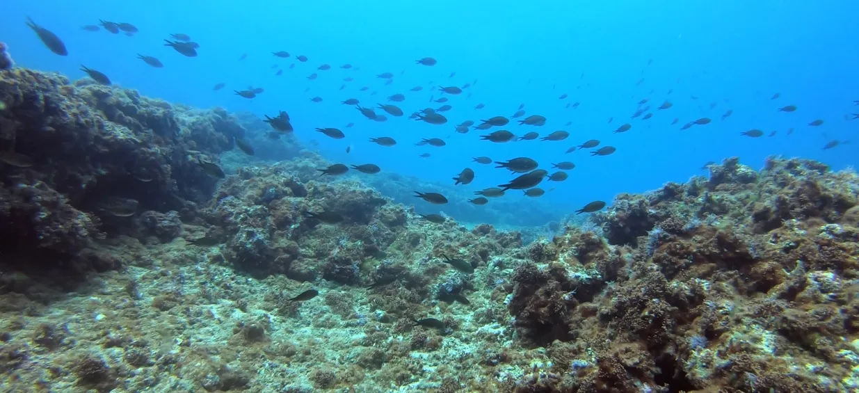 אלמוגים ודגים בשמורה הימית באכזיב