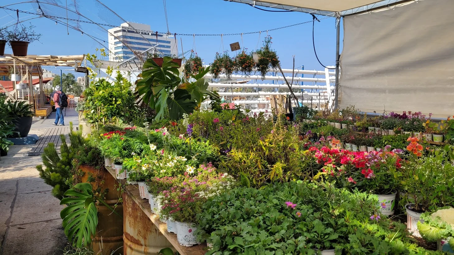 שוק צמחים על הגג של סירקין 21