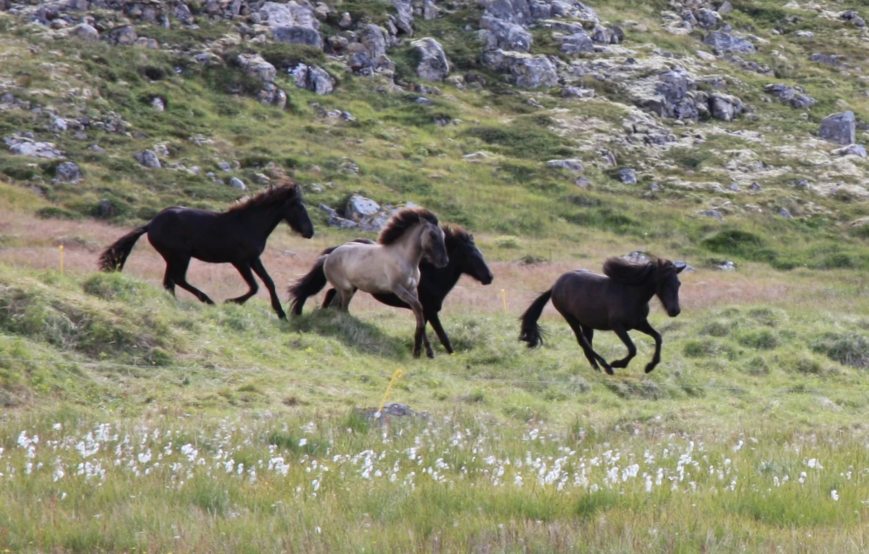 סוסים איסלנדיים