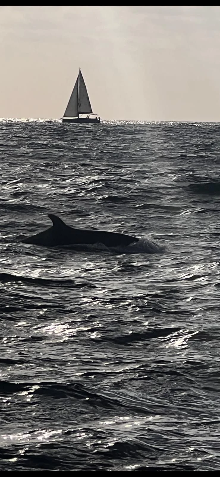 להקת הדולפינים שתועדה מול חופי הרצליה