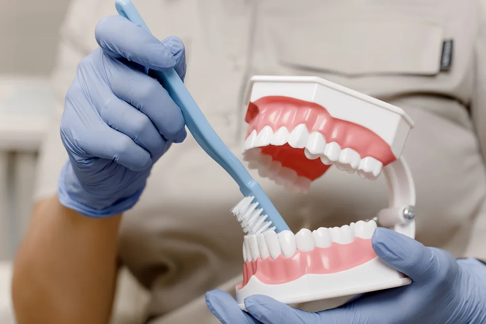 Close Up Of The Dentist's Hands Shows On An Artificial Jaw How To Properly Brush Your Teeth With A Toothbrush