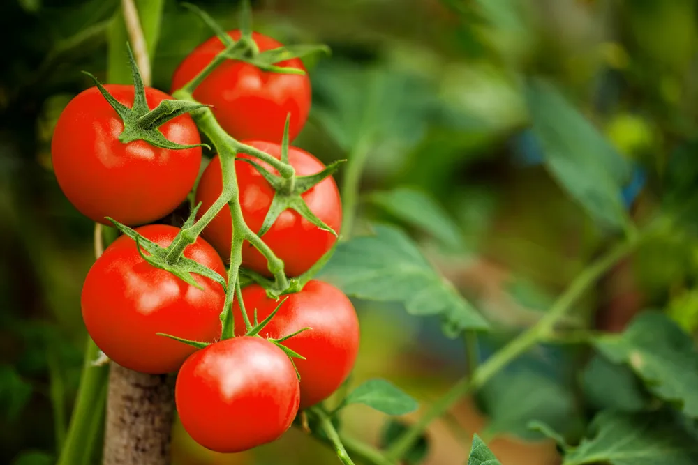 Ripe,tomato,plant,growing,in,greenhouse.,tasty,red,heirloom,עגבניות, עגבניה, עגבנייה.