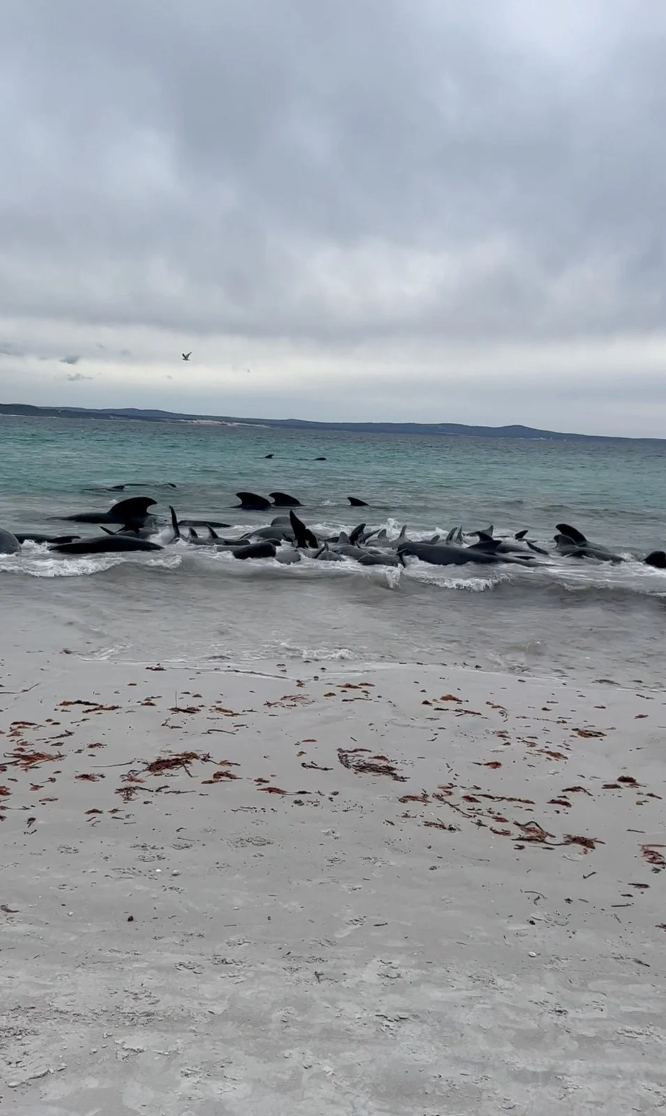 הלויתנים שנתקעו בחוף באוסטרליה