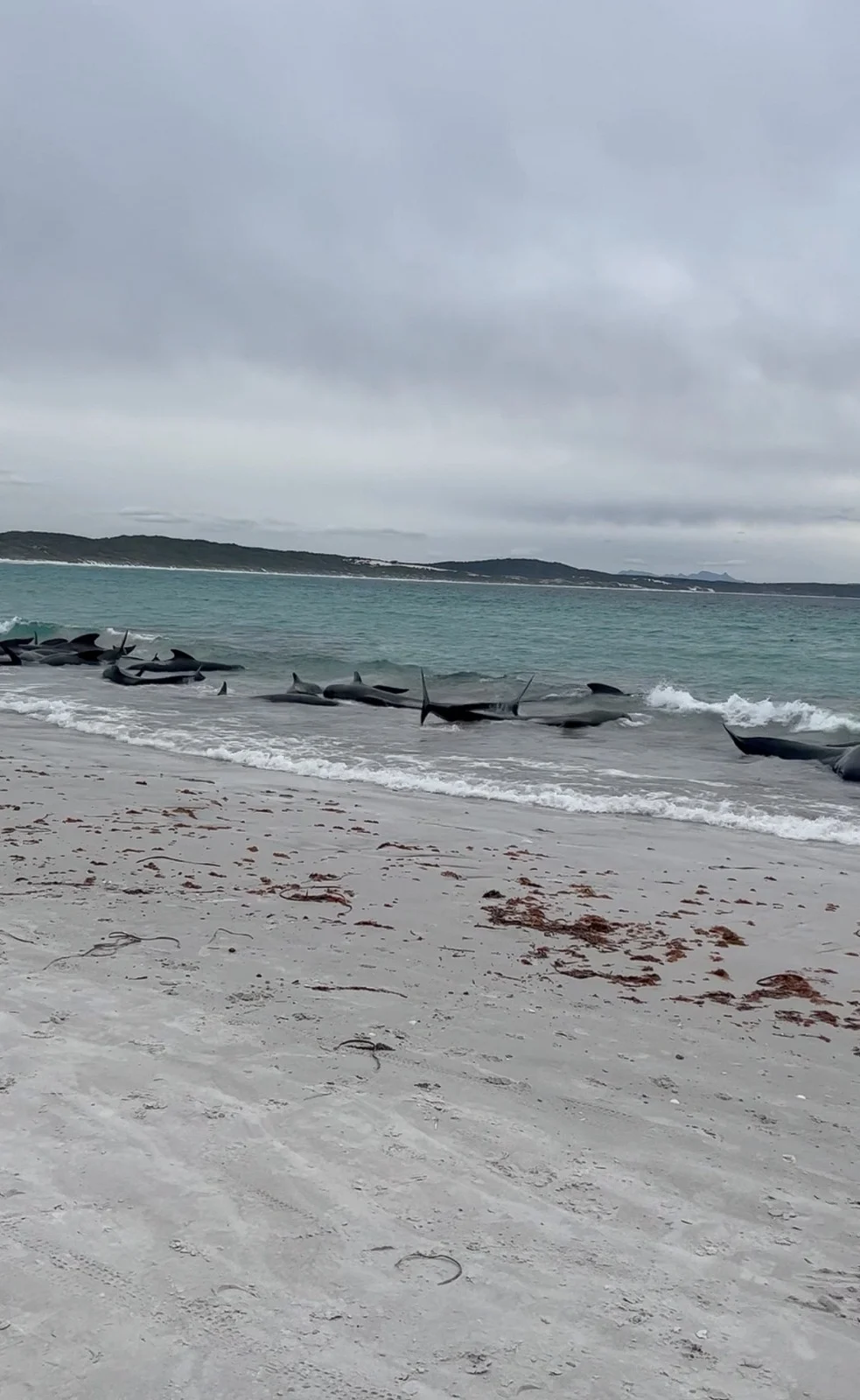 הלויתנים שנתקעו בחוף באוסטרליה