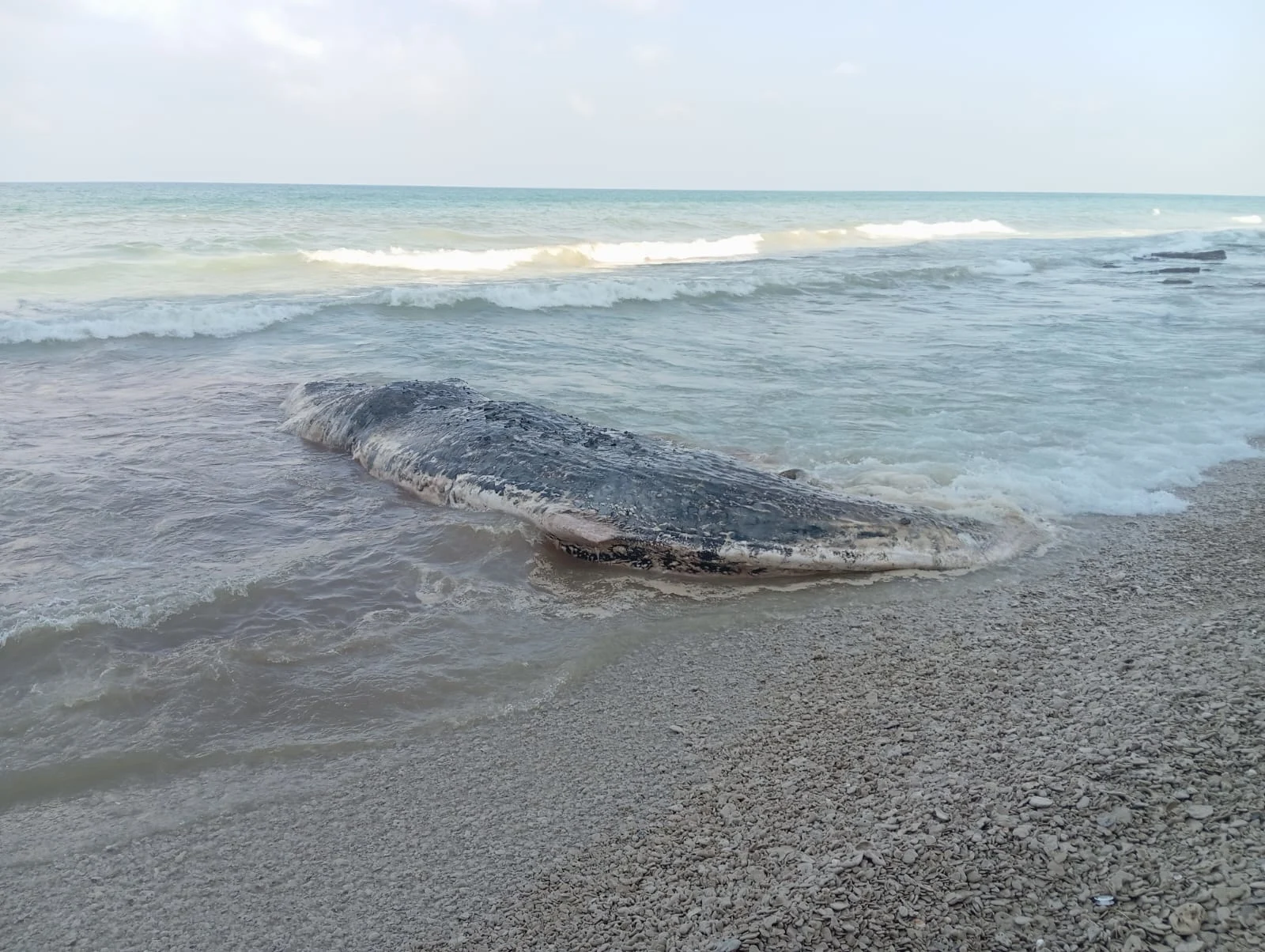 גופת הלווייתן ליד חוף געש