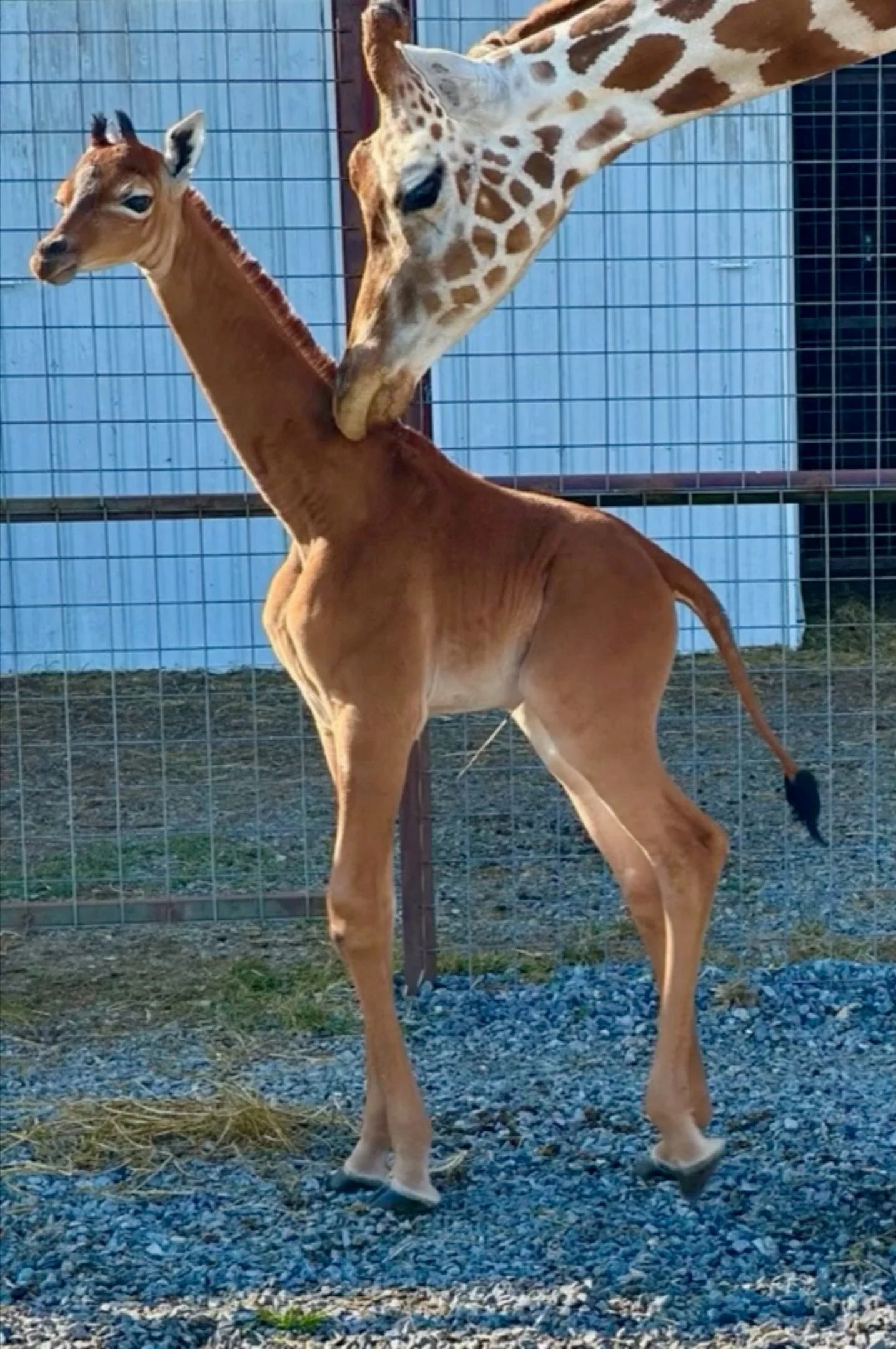A Rare Spotless Giraffe Born At Bright's Zoo Is Seen In Johnson City