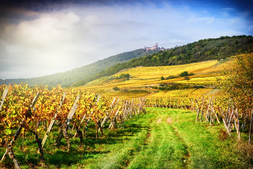 Landscape,with,autumn,vineyards,of,wine,route.,france,,alsace